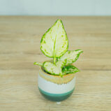 aglaonema-white-joy