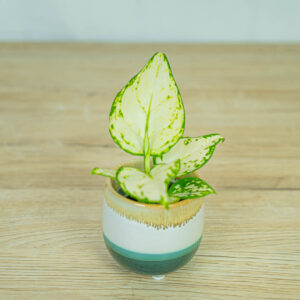 aglaonema-white-joy