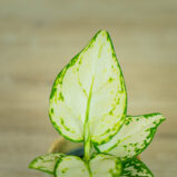 aglaonema-white-joy