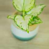 aglaonema-white-joy