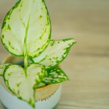 aglaonema-white-joy