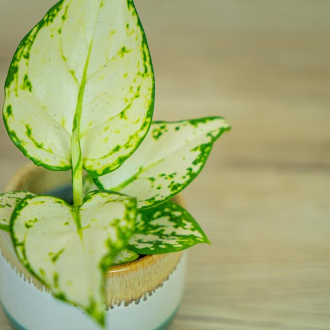 aglaonema-white-joy4 aglaonema-white-joy