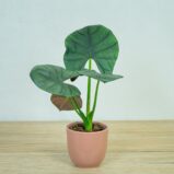 alokazja-bisma-alocasia