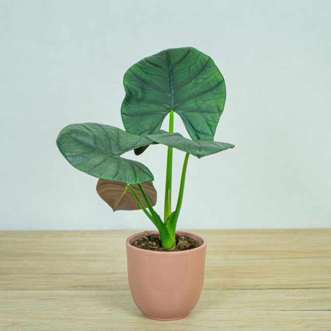 alokazja-bisma-alocasia