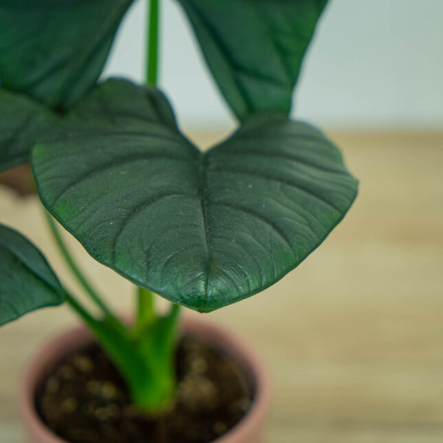 alokazja-bisma-alocasia1 alokazja-bisma-alocasia