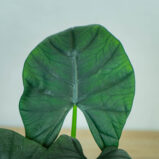 alokazja-bisma-alocasia