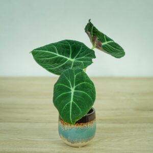 Alokazja black velvet baby (alocasia)