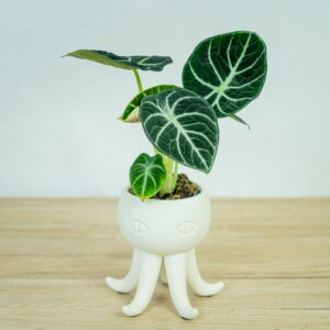 alokazja-ninja-alocasia