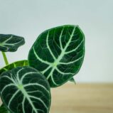alokazja-ninja-alocasia