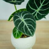 alokazja-ninja-alocasia