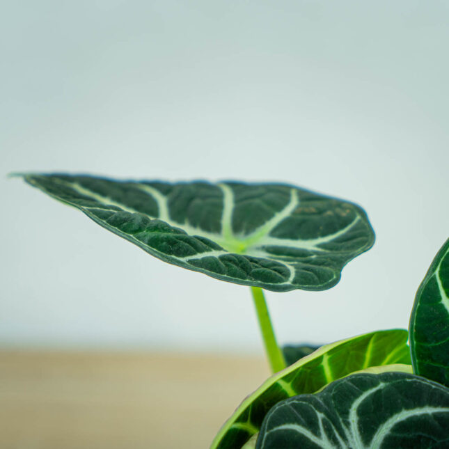 alokazja-ninja-alocasia4 alokazja-ninja-alocasia