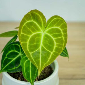 anthurium-clarinervium
