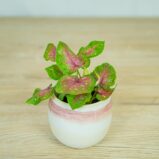 caladium-red-flash
