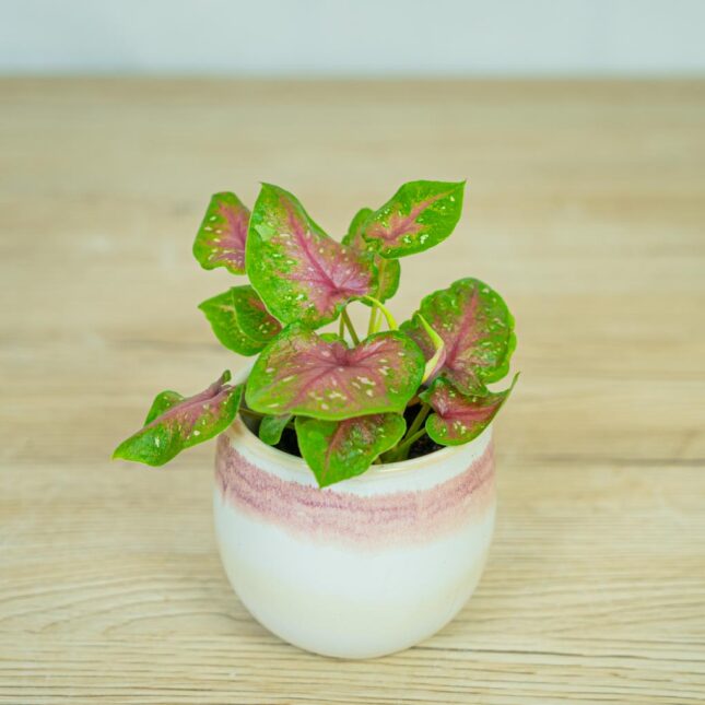 caladium-red-flash caladium-red-flash