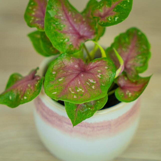 caladium-red-flash2 caladium-red-flash