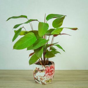 calathea-choco