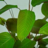 calathea-choco