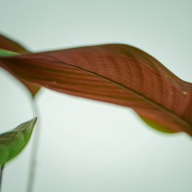 calathea-choco3 calathea-choco