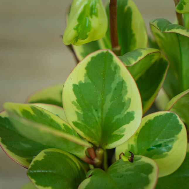 peperomia-obtipan-bicolor peperomia-obtipan-bicolor