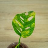 monstera-adansonii-variegata11