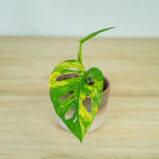 monstera-adansonii-variegata