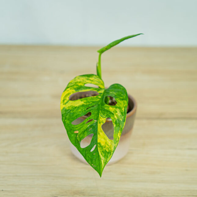monstera-adansonii-variegata2 monstera-adansonii-variegata