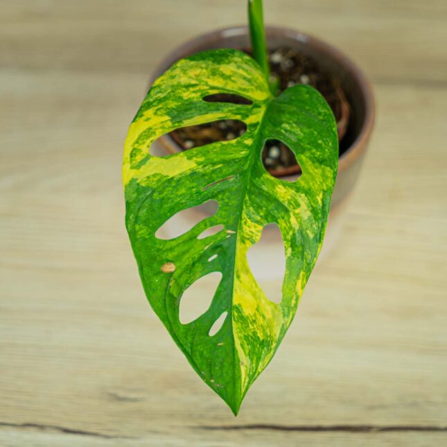 monstera-adansonii-variegata22 monstera-adansonii-variegata