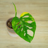 monstera-adansonii-variegata33