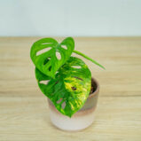 monstera-adansonii-variegata