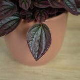 peperomia-caperata-cayenne