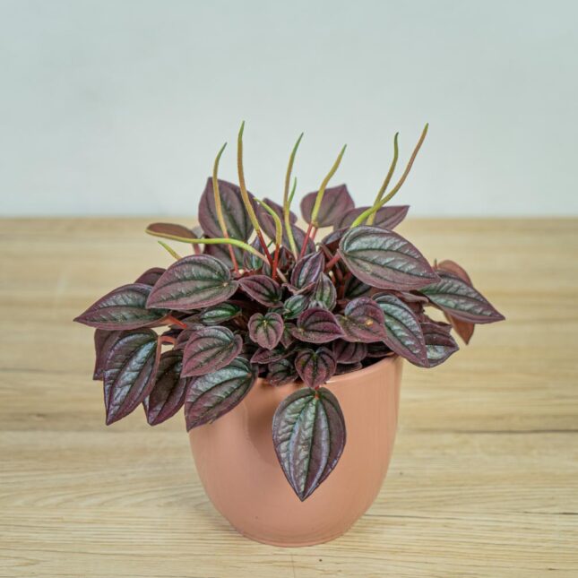 peperomia-caperata-cayenne peperomia-caperata-cayenne