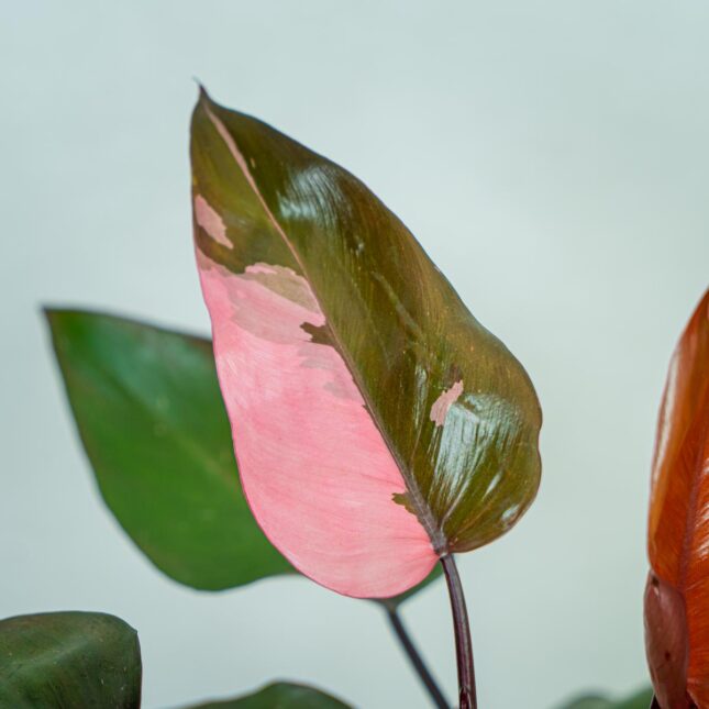 Liście Philodendron pink princess Różowa księżniczka