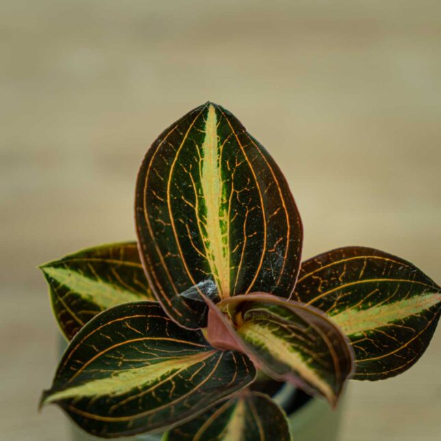 storczyk-anoectochilus-siamensis-white-center-jewel-orchid (2) storczyk-anoectochilus-siamensis-white-center-jewel-orchid