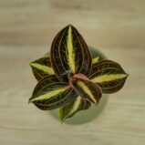 storczyk-anoectochilus-siamensis-white-center-jewel-orchid
