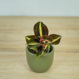 storczyk-anoectochilus-siamensis-white-center-jewel-orchid