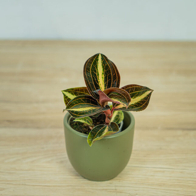 storczyk-anoectochilus-siamensis-white-center-jewel-orchid storczyk-anoectochilus-siamensis-white-center-jewel-orchid