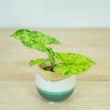 syngonium-mottled-mojito