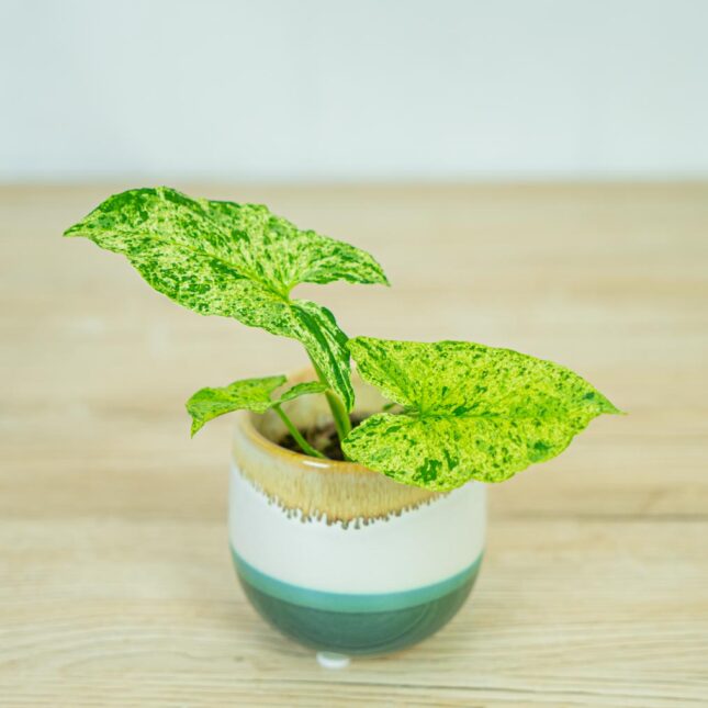 syngonium-mottled-mojito syngonium-mottled-mojito