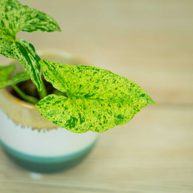 syngonium-mottled-mojito1 syngonium-mottled-mojito