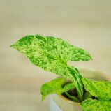 syngonium-mottled-mojito