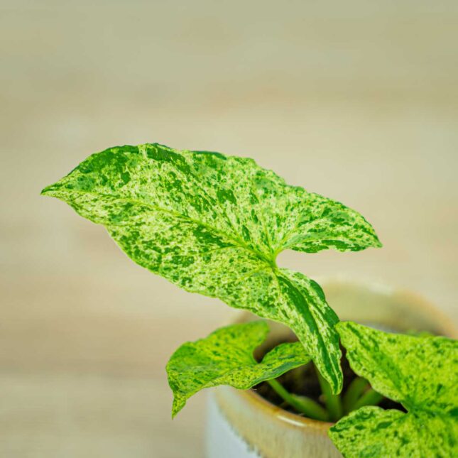 syngonium-mottled-mojito2 syngonium-mottled-mojito