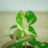 syngonium-red-spot-tricolor