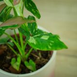 syngonium-red-spot-tricolor