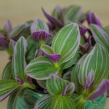 trzykrotka-nanouk-tradescantia-albiflora