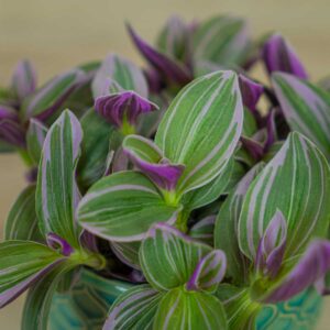 trzykrotka-nanouk-tradescantia-albiflora