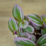 trzykrotka-nanouk-tradescantia-albiflora