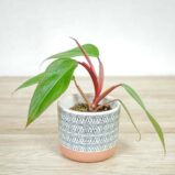 philodendron-erubens-ruby-red