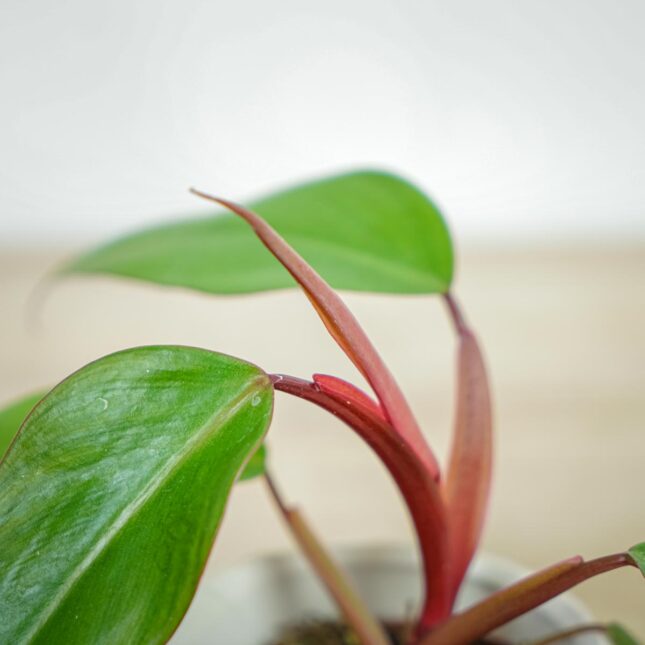 philodendron-erubens-ruby-red philodendron-erubens-ruby-red