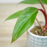 philodendron-erubens-ruby-red