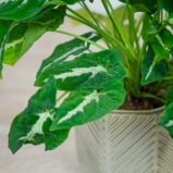 syngonium-wendlandii